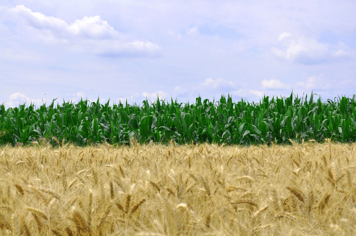 Cereals and Technical Plants