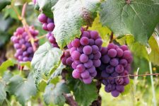 grape-vine