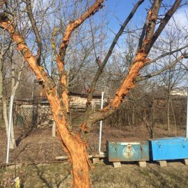 How do I get rid of plum tree borers? ARM EN Community
