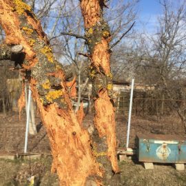 How do I get rid of plum tree borers? ARM EN Community