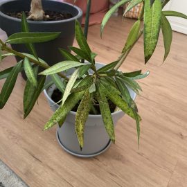 How do you I rid of black spots on oleander leaves? ARM EN Community