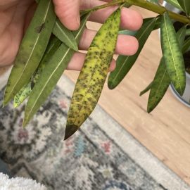 How do you I rid of black spots on oleander leaves? ARM EN Community