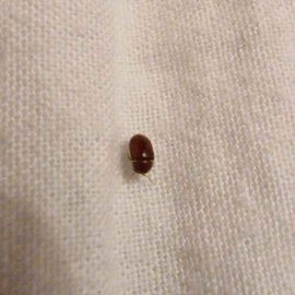 Insects found in bed – Could be bed bugs? ARM EN Community