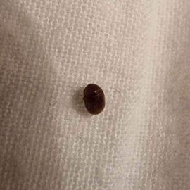 Insects found in bed – Could be bed bugs? ARM EN Community