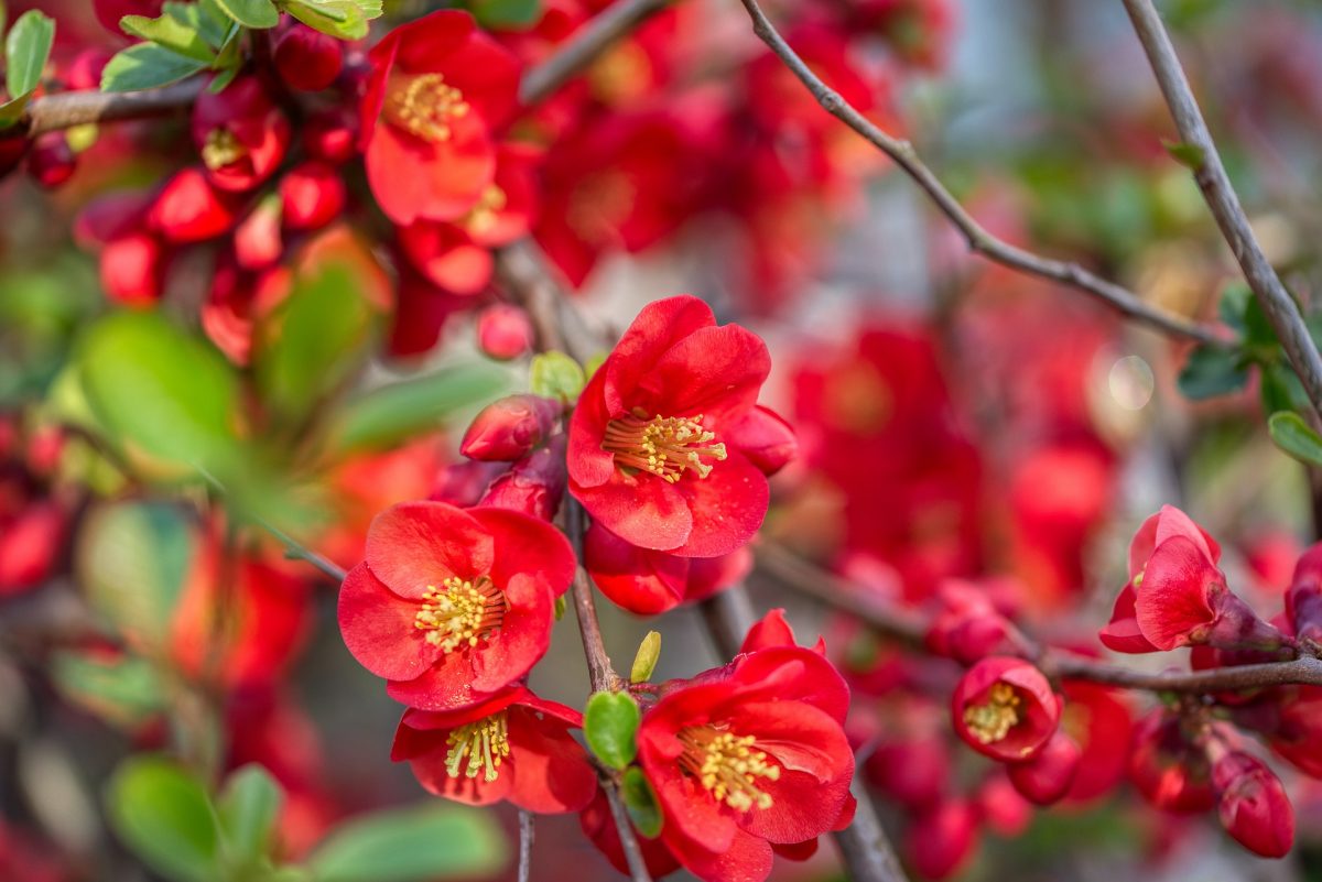 japanese-quince