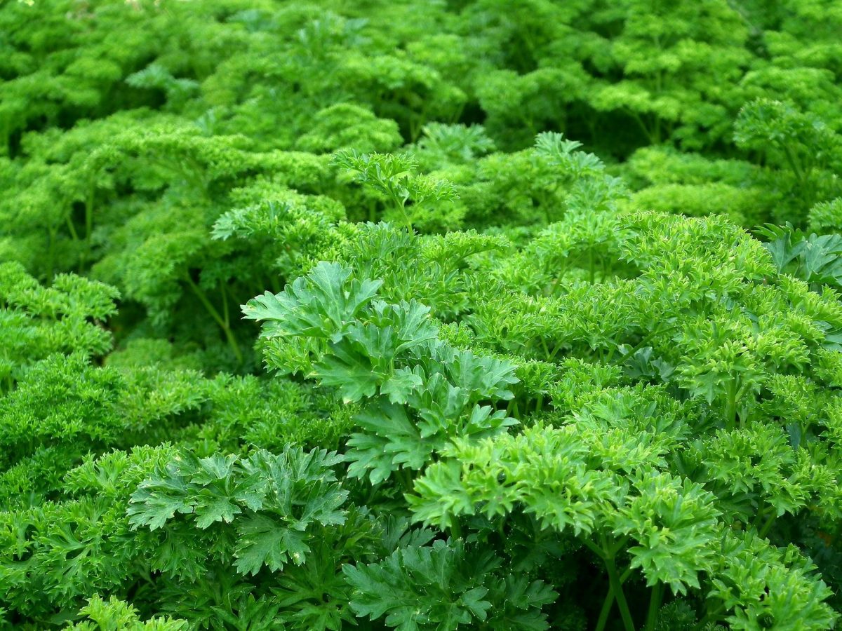 leaf-parsley