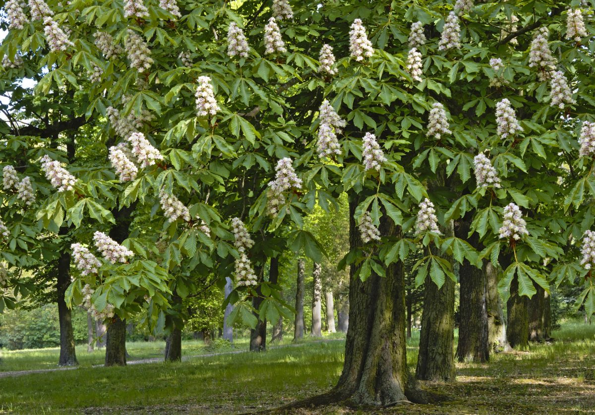 ornamental-chestnut