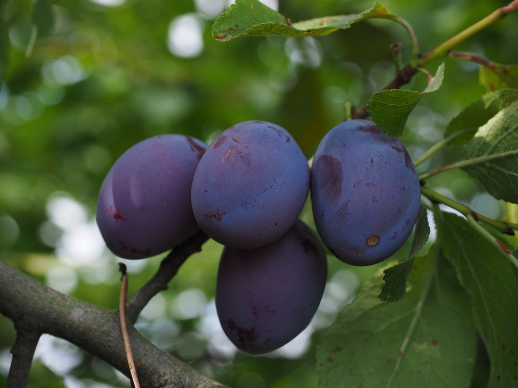 plum-tree