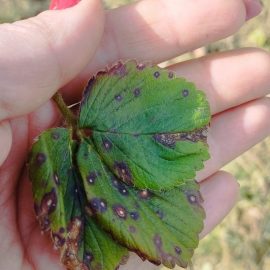 Which fungicide is used against leaf spot of strawberry? ARM EN Community