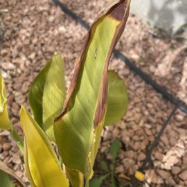Why Are My Bird of Paradise’s Leaves yellowing? ARM EN Community