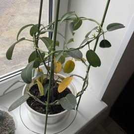 Why are my Madagascar jasmine leaves turning yellow? ARM EN Community