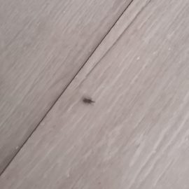 Why have I got weevils in my bedroom? ARM EN Community