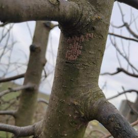 Apple tree – strange growths on bark ARM EN Community