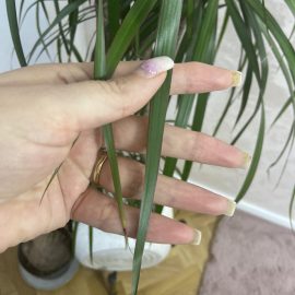 Dracaena – leaf tips are dry ARM EN Community