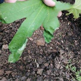Fig tree in the garden – deteriorated leaves ARM EN Community