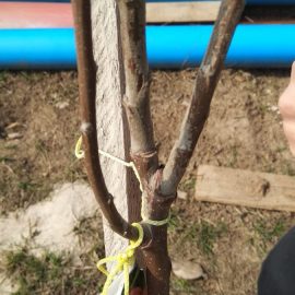 Fruit trees – whitish deposits on the trunk ARM EN Community