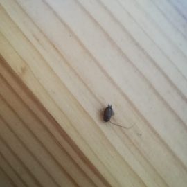 Dead cockroaches in the apartment – Oriental cockroaches? ARM EN Community