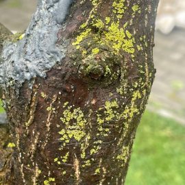 Japanese maple – lichens on the branches ARM EN Community