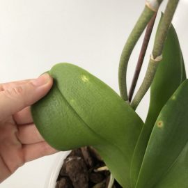 Orchid – spots on leaves ARM EN Community