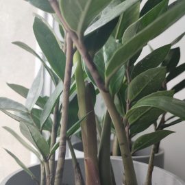 Why does my ZZ Plant have black dots on the stem? ARM EN Community