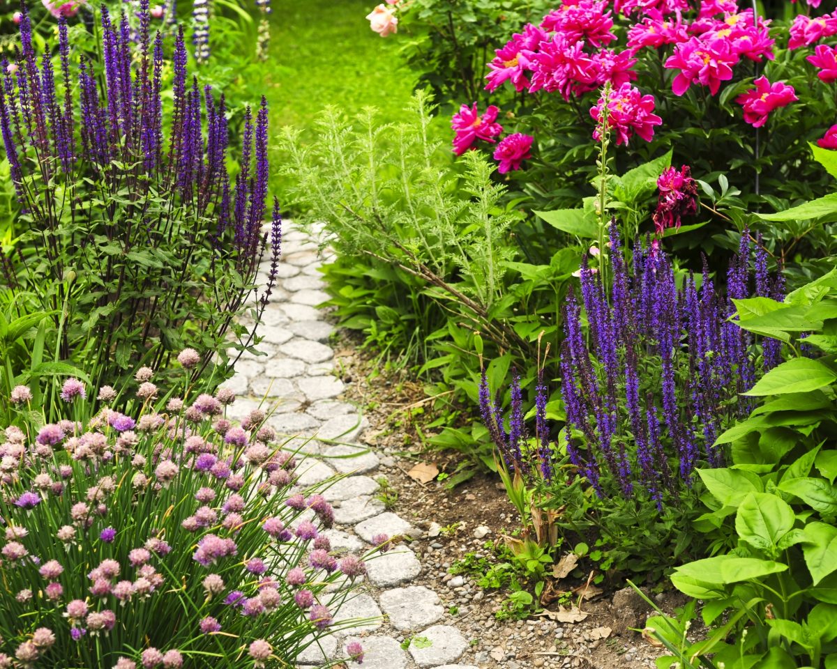 Garden landscaping using perennial ornamental plants