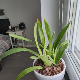 How do I get my orchid to bloom? ARM EN Community