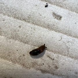 How do I get rid of slugs eating my plants? ARM EN Community