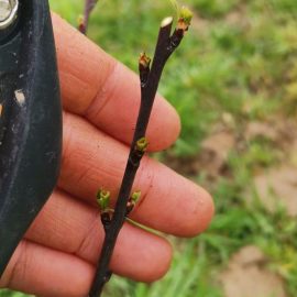 Plum tree – buds are being eaten ARM EN Community