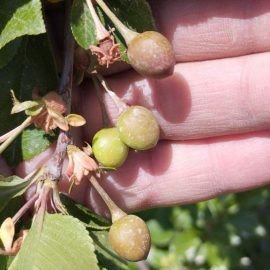 Sour cherry Litovka variety – damaged fruits ARM EN Community
