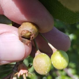 Sour cherry Litovka variety – damaged fruits ARM EN Community