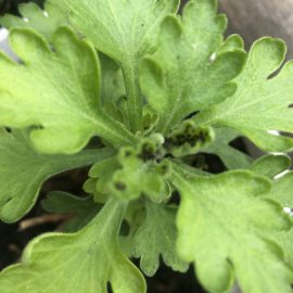 What can I apply against aphids on chrysanthemums? ARM EN Community