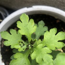 What can I apply against aphids on chrysanthemums? ARM EN Community