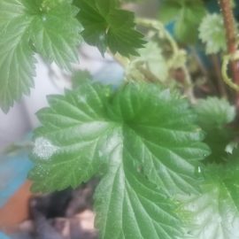 What can I apply against powdery mildew on hops? ARM EN Community