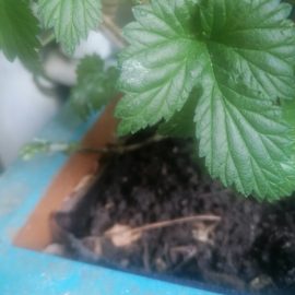 What can I apply against powdery mildew on hops? ARM EN Community