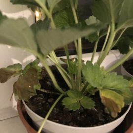 Why are my strawberry potting soil getting moldy? ARM EN Community