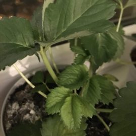Why are my strawberry potting soil getting moldy? ARM EN Community
