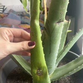Why does my aloe vera plant have brown spots on the leaves? ARM EN Community