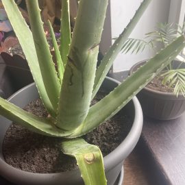 Why does my aloe vera plant have brown spots on the leaves? ARM EN Community