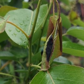 Pear tree – affected shoots ARM EN Community