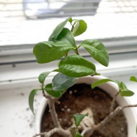 Why is my ficus ginseng leaves deteriorating after repotting? ARM EN Community