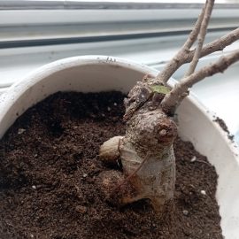 Why is my ficus ginseng leaves deteriorating after repotting? ARM EN Community