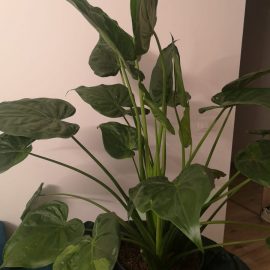 Alocasia – burn stains on the leaves ARM EN Community