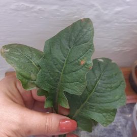 Gerbera – brown spots on the leaves ARM EN Community