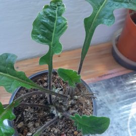 Gerbera – brown spots on the leaves ARM EN Community