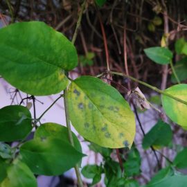 Honeysuckle with stained leaves that keep falling ARM EN Community