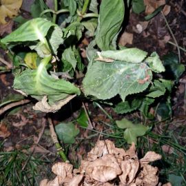 Hortensia: slugs and spots on the leaves ARM EN Community