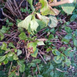 Hortensia: slugs and spots on the leaves ARM EN Community