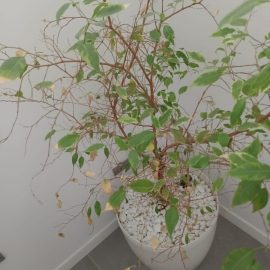 Identification of a plant (Ficus) with falling leaves ARM EN Community