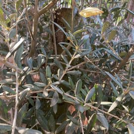 Olive tree that stopped developing ARM EN Community
