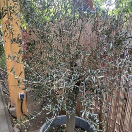 Olive tree that stopped developing ARM EN Community